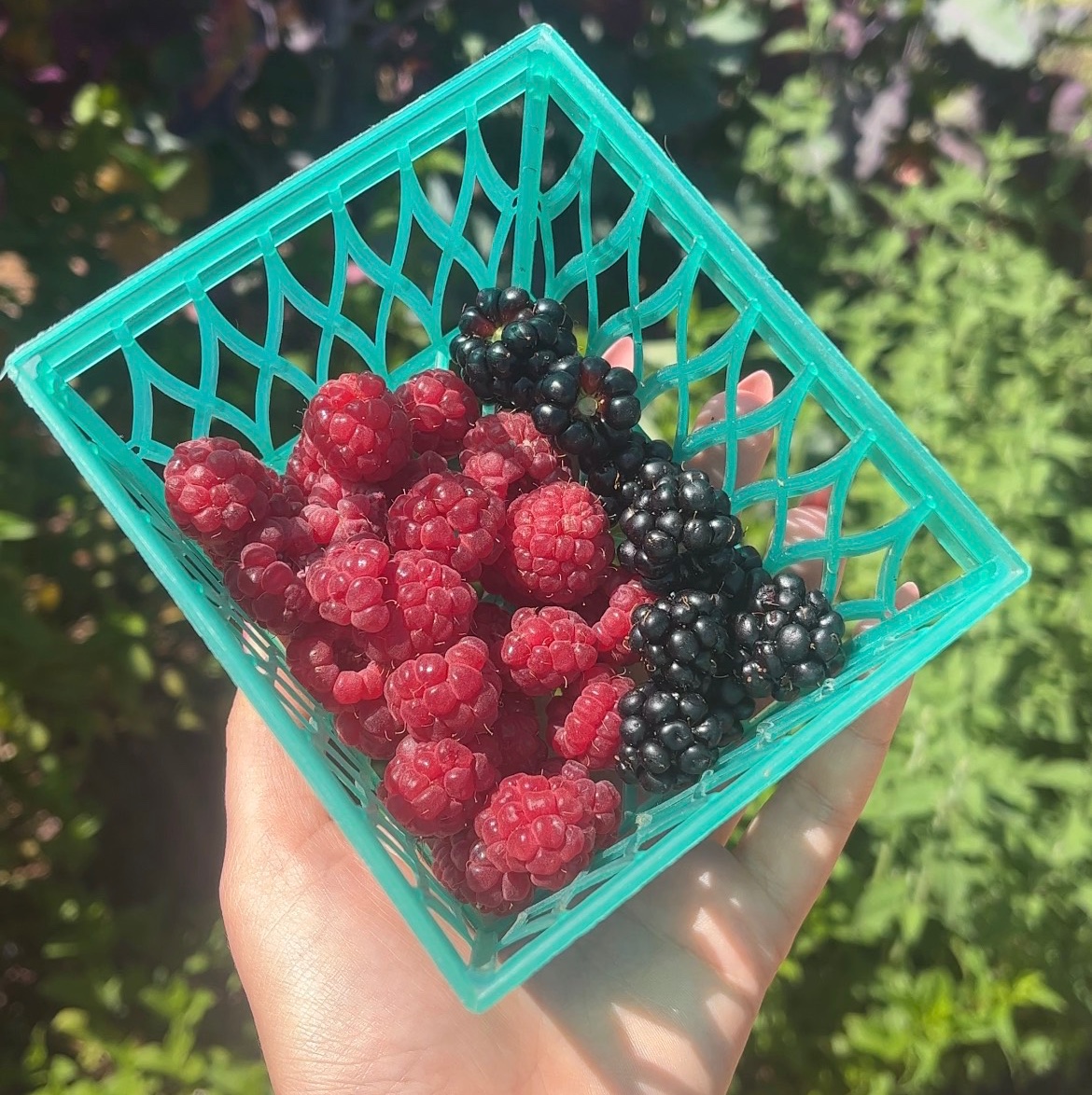 Homesteader Conversations: Urban Farming, NewsCapsule And The Future Of Self Sovereignty 5