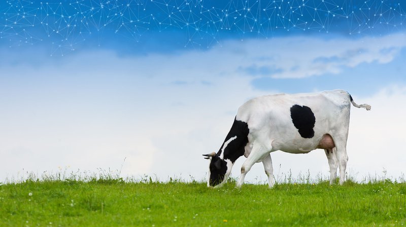 Where Was Your Beef? How One Farmers’ Co-op Will Track Meat on the Blockchain 1