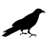 Quoth The Raven